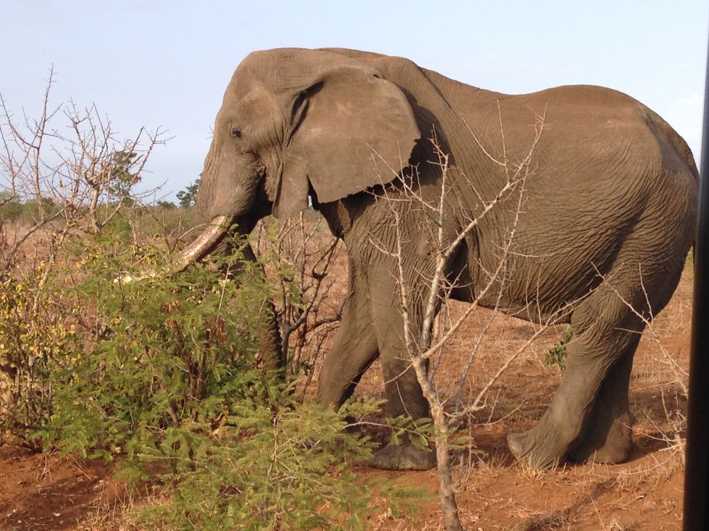 Elephant from Kruger Safari