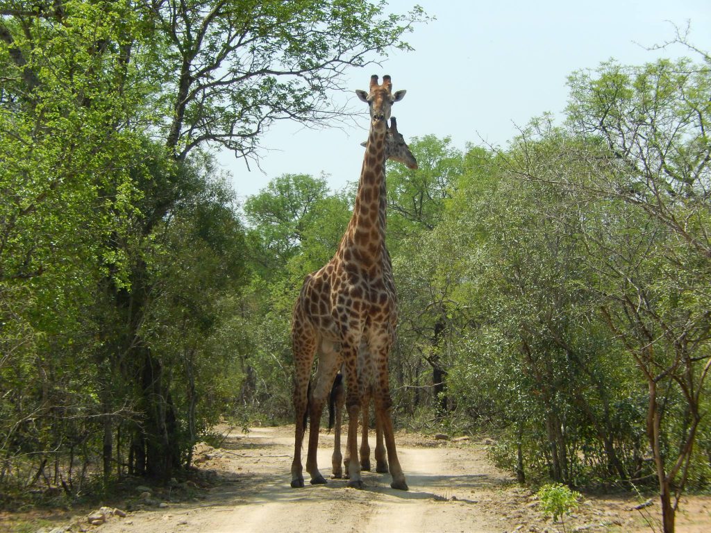 Giraffe friends